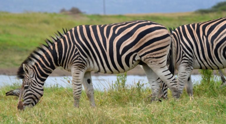 Zebra