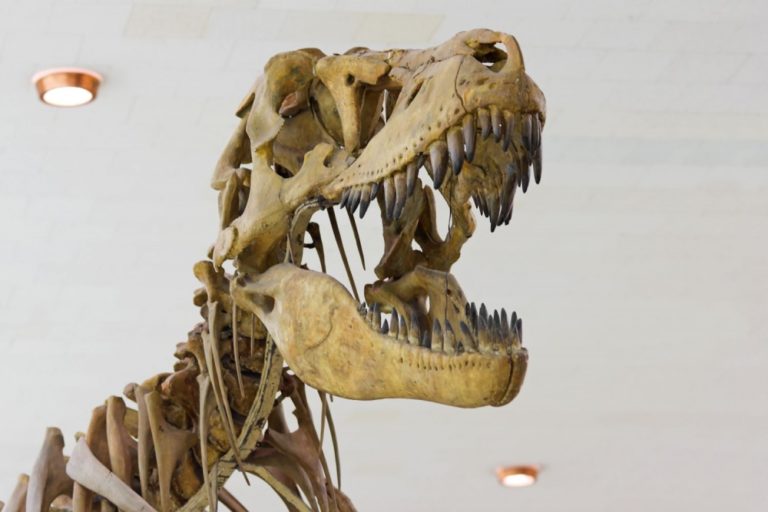 Tyrannosaurus rex
