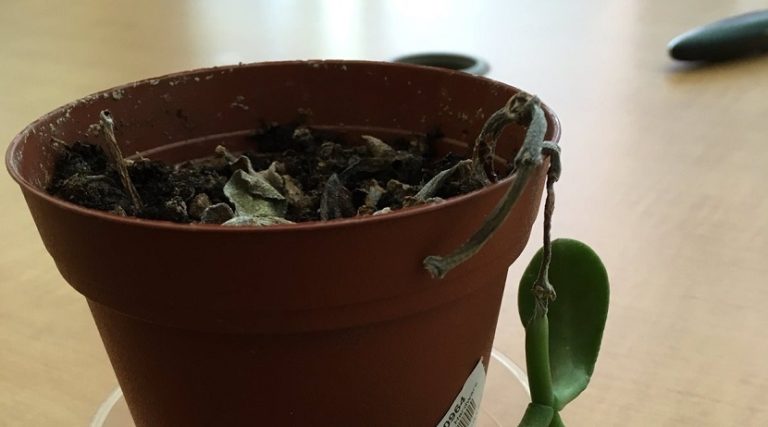 Jednoduchým trikom sa zbavte škodcov na vašich rastlinkách