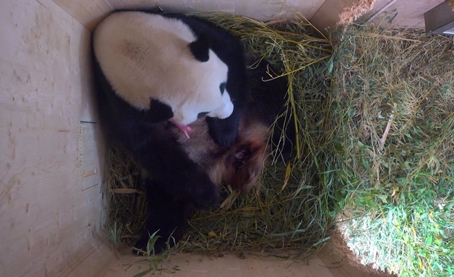 Mláďa pandy veľkej sa narodilo vo viedenskej zoo