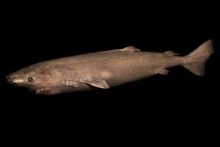 Najdlhšie žijúcim známym stavovcom je žralok grónsky