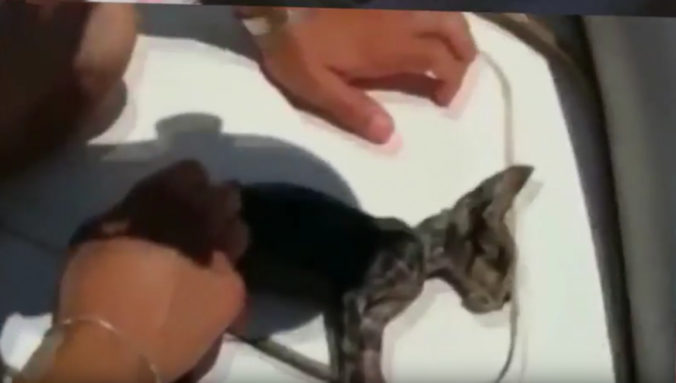 Námorník zachránil mačiatko dýchaním z úst do úst