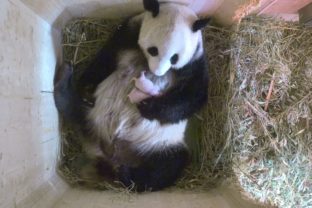 Panda veľká vo viedenskej zoo priviedla na svet dvojičky