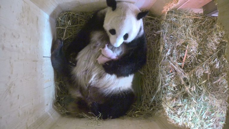 Panda veľká vo viedenskej zoo priviedla na svet dvojičky