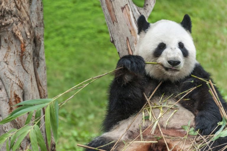 Panda veľká