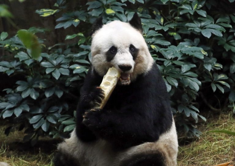 Jia Jia