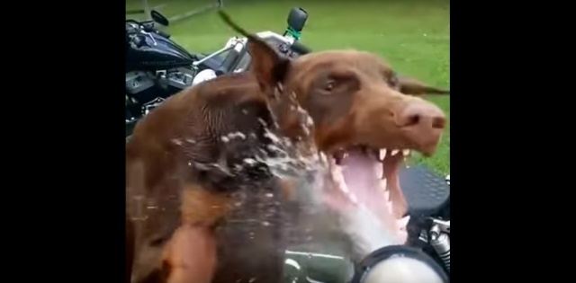Ked vas pes nenecha umyt si motorku.jpg