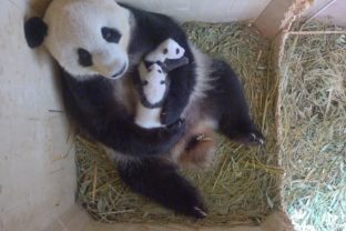 Vyberte meno pre mláďa pandy, musí začínať na Fu