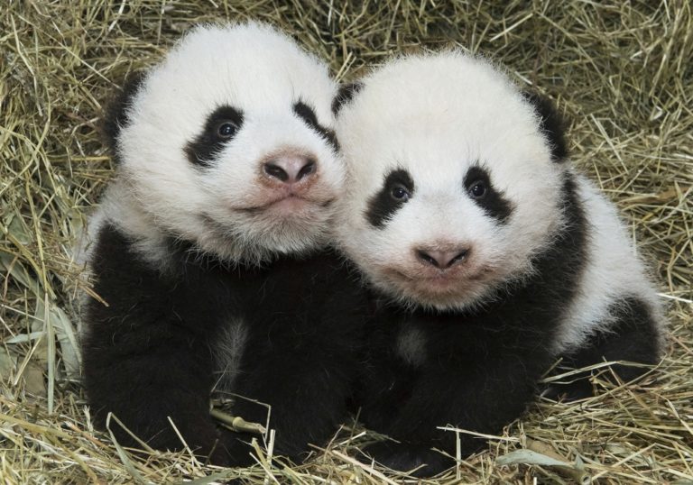 Mláďatá pandy veľkej vo viedenskej zoo dostali mená