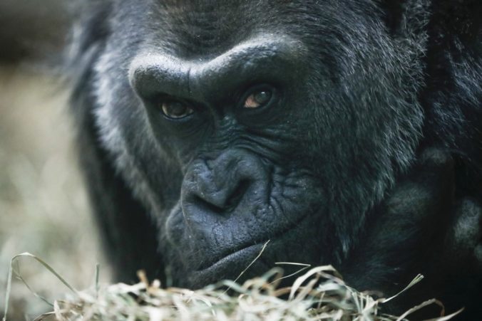 Najstaršia gorila v Spojených štátoch oslavuje šesťdesiatku