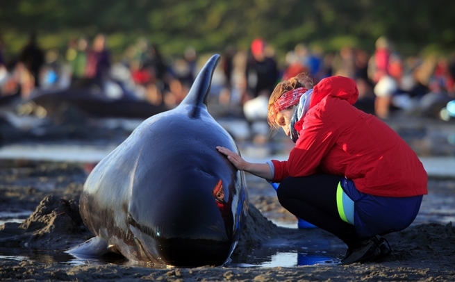 Na pláži Južného ostrova uviazli za pár dní stovky delfínov
