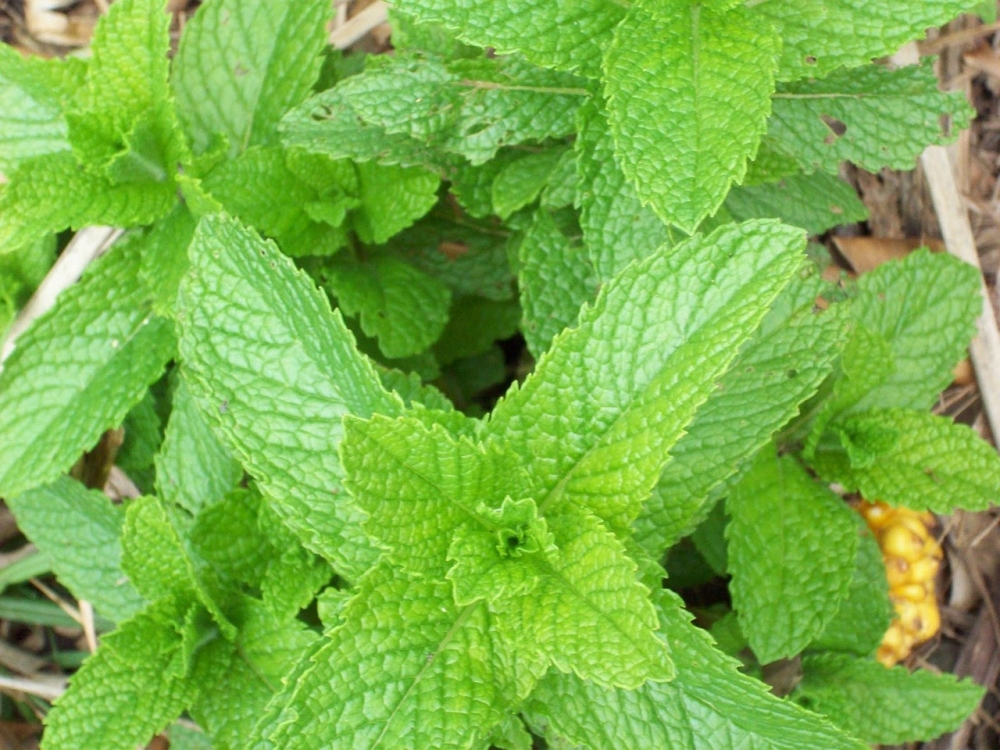 Nápoj na detoxikáciu pečene a lepšie trávenie