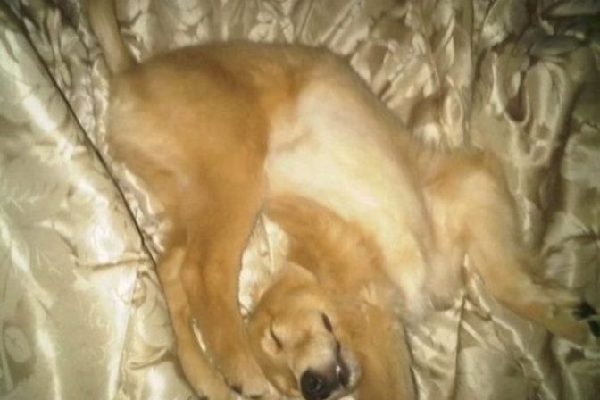 Nezvyčajné polohy psov počas spánku