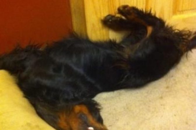 Nezvyčajné polohy psov počas spánku