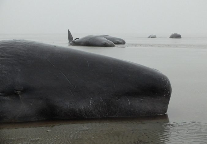 Veľryby
