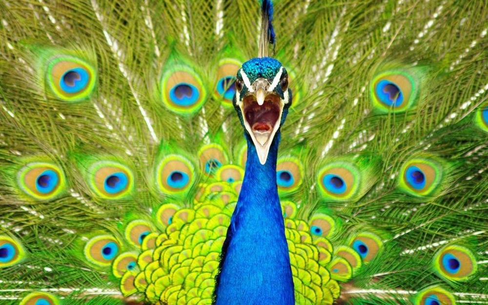 492655 41 1000 0abf602c5d 1488811866.jpg