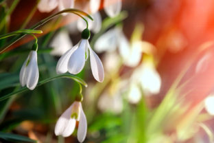 51979800 - fresh snowdrop on green background. natural composition