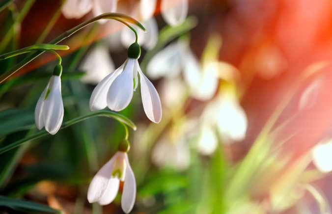 51979800 - fresh snowdrop on green background. natural composition