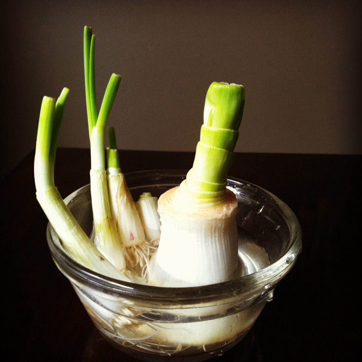 Regrowvegetables13.jpg