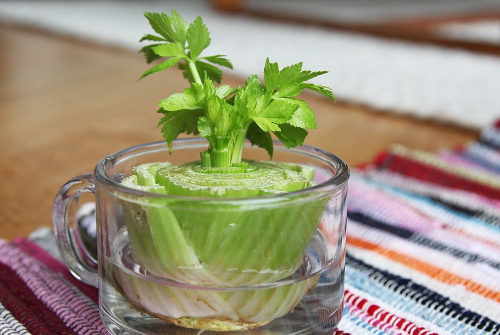 Regrowvegetables6.jpg