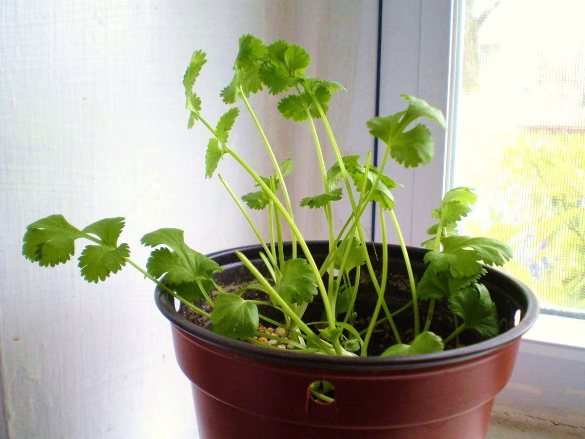 Regrowvegetables7.jpg