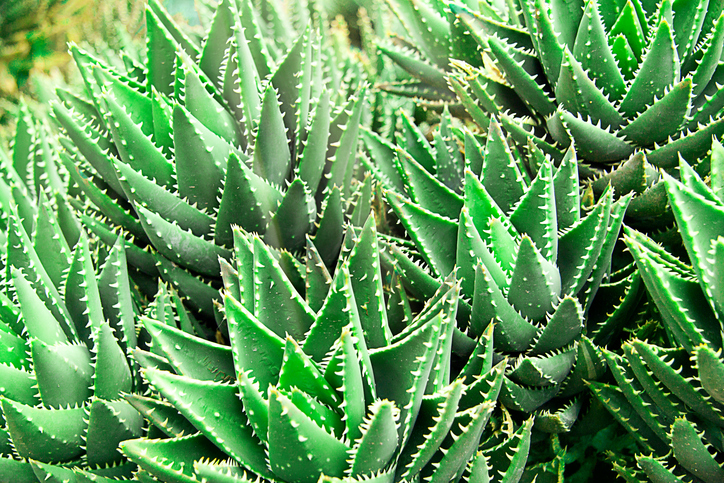 Aloe.jpg