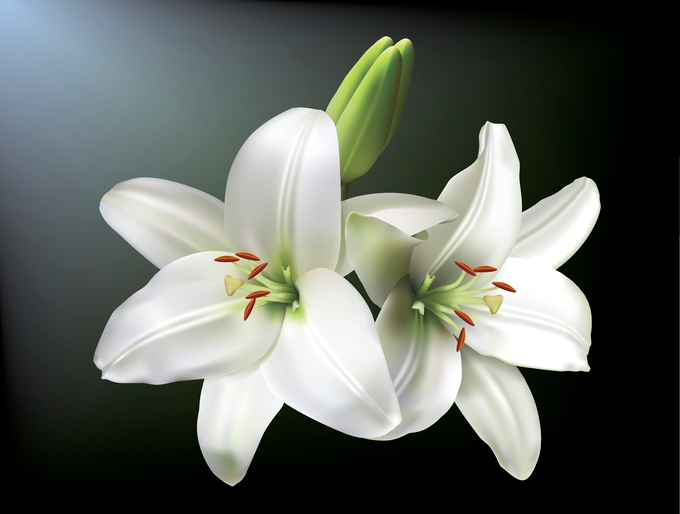 White lilies
