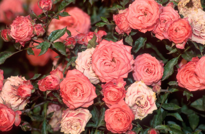High angle view of a flower bed of roses
