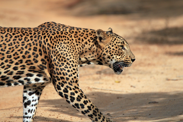 Leopard