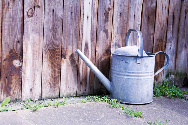 Old metal watering can next to wooden fence and weeds on path
