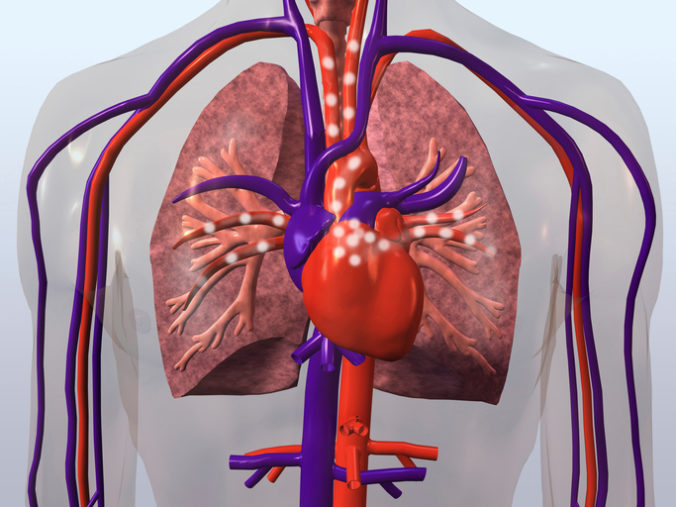 Kardiovaskulárny systém, srdce, cievy