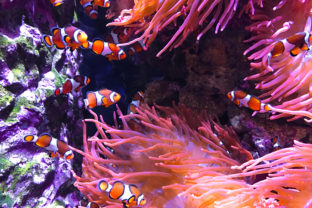 Clown Fish in Sea Anemone