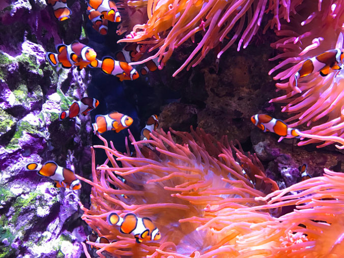 Clown Fish in Sea Anemone