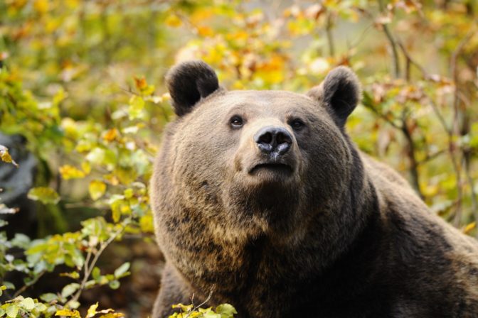 Medveď