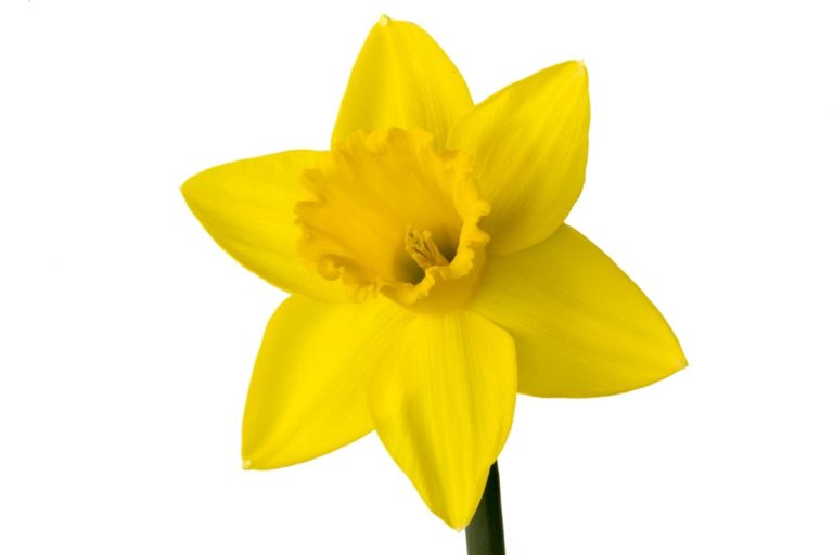 Narcis.jpg