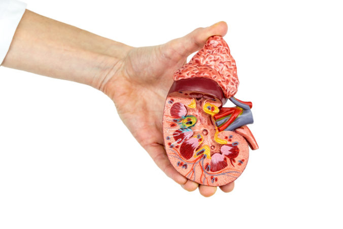 Female hand holds model of human kidney