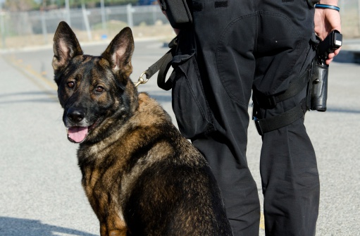 Policajný pes