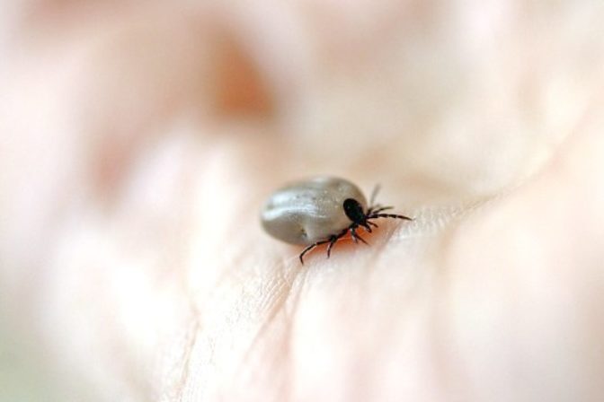 ako vybrať kliešťa