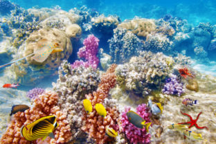 More, koral