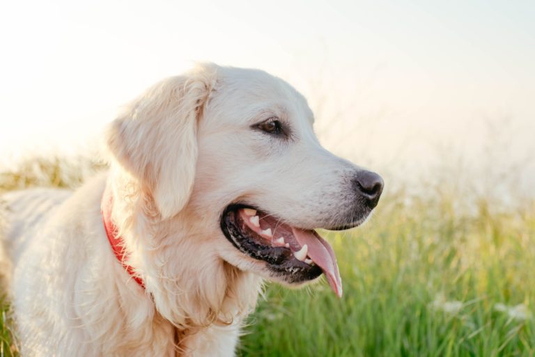 Labrador