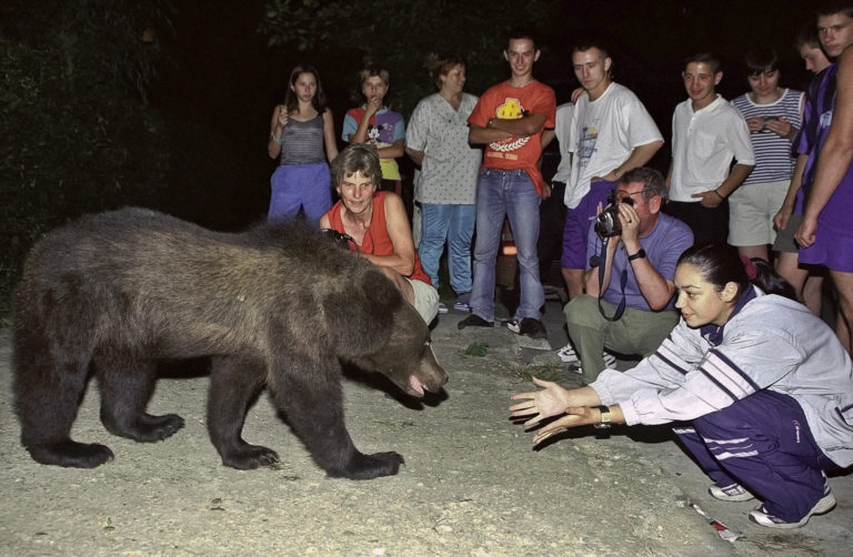 Medvedica z Drakulovho hradu