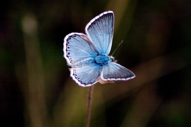Motyl_belasy.jpg