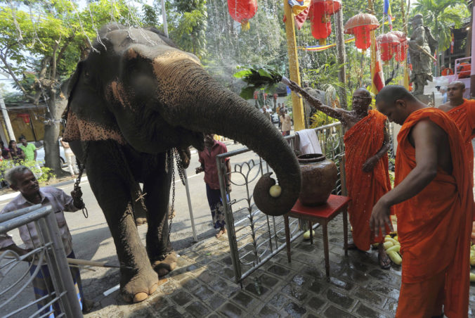 Srí Lanka, slon