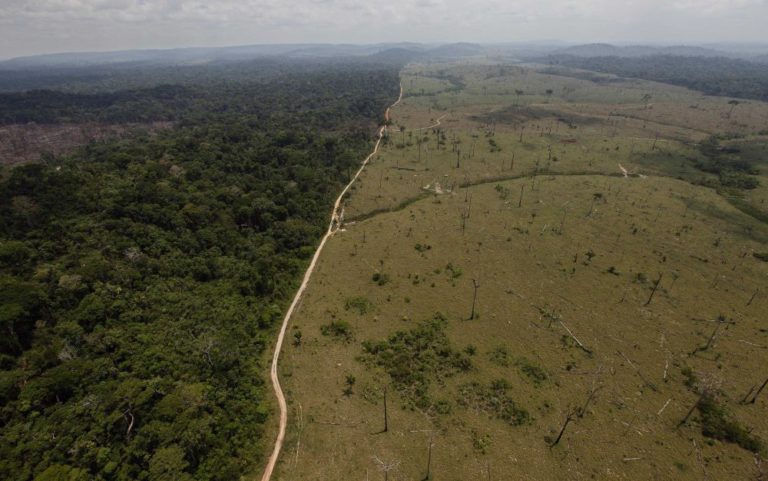 Brazília, Amazonský prales