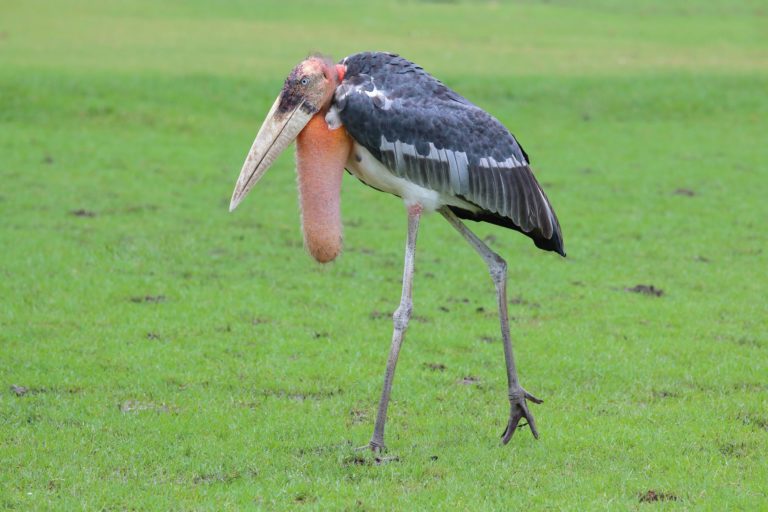 Marabu africký