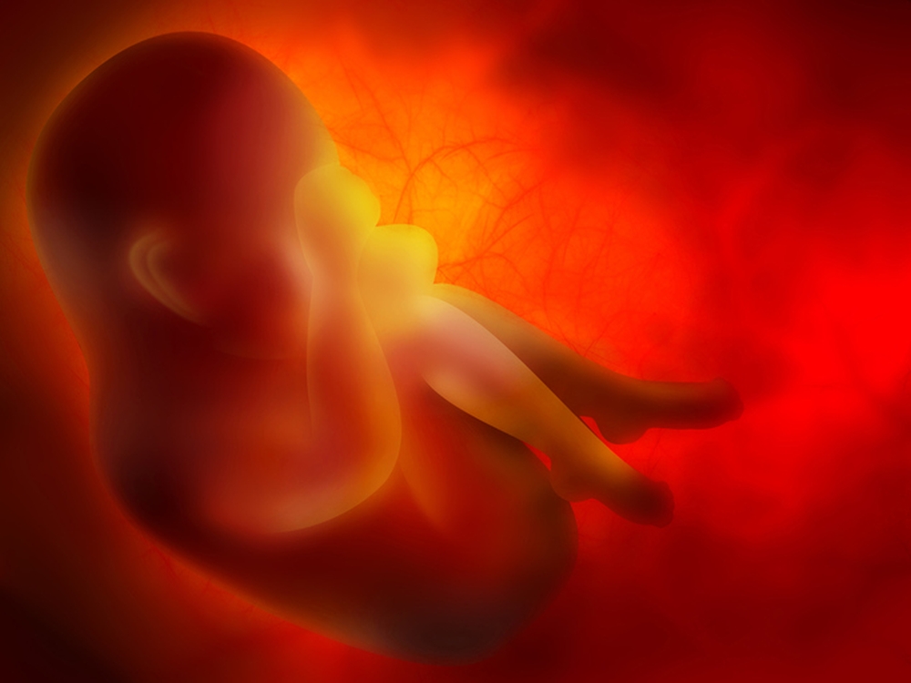 Embryo