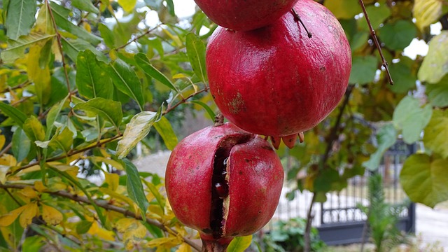 Zrelé granátové jablko má červenú farbu.
