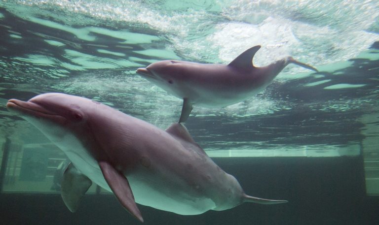 Delfin
