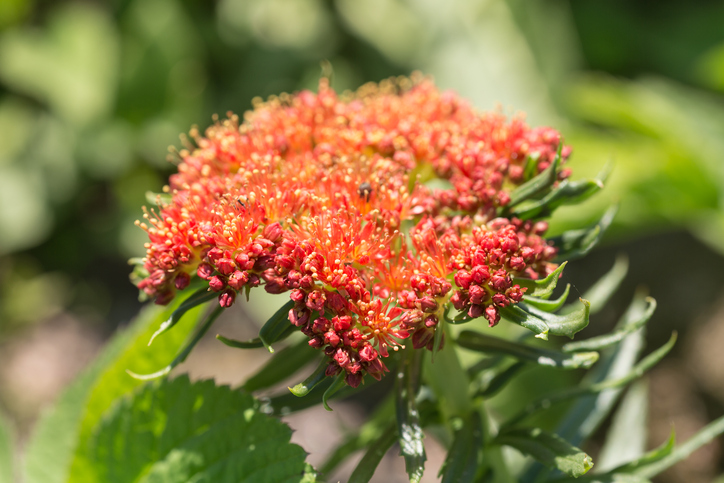 Rhodiola, kvet