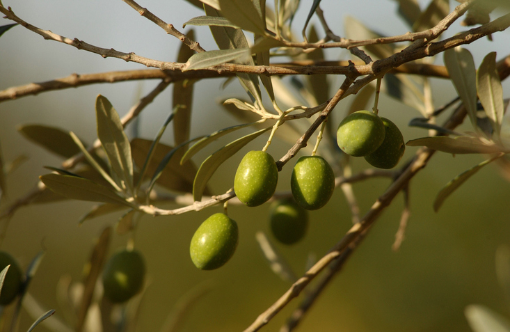 Olives - Tuscany, Italy, olivy